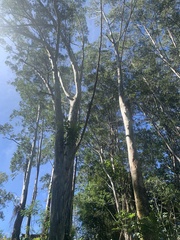 Eucalyptus deglupta