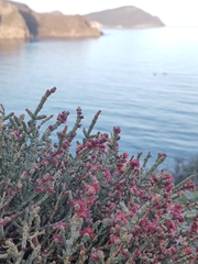 Anabasis articulata