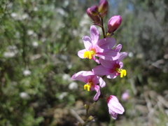 Ixia scillaris