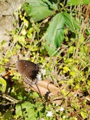 Euploea core godartii