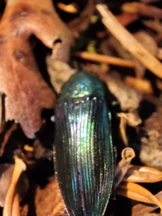 Eurythyrea aurata