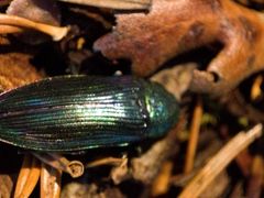 Eurythyrea aurata
