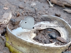 Neopithecops zalmora