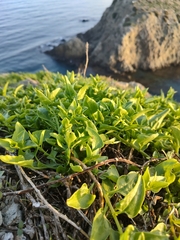 Patellifolia procumbens