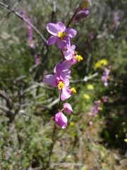 Ixia scillaris