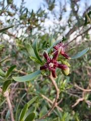 Periploca laevigata angustifolia