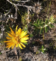Berkheya barbata