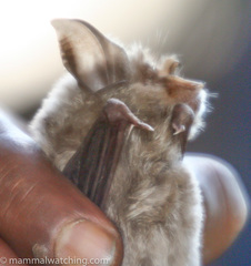 Rhinolophus simulator