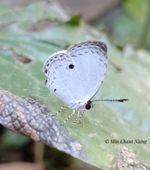 Neopithecops zalmora zalmora