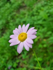 Tanacetum coccineum