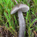 Slimy Waxcap - Photo (c) Filip Fuljer, some rights reserved (CC BY-NC), uploaded by Filip Fuljer