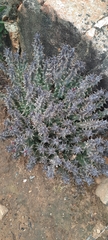 Quaqua mammillaris