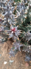 Quaqua mammillaris