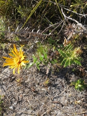 Berkheya barbata