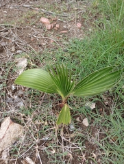 Washingtonia robusta