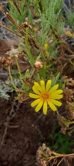 Glebionis coronaria