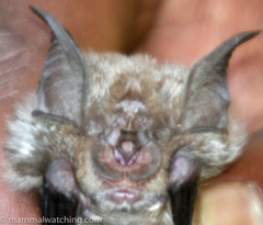 Rhinolophus simulator