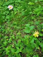Tanacetum coccineum