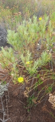 Glebionis coronaria