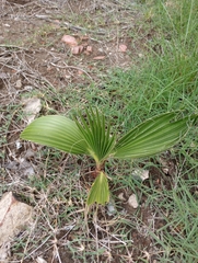 Washingtonia robusta