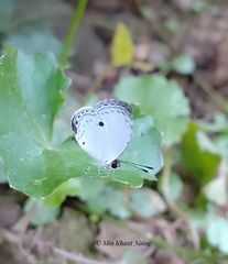 Neopithecops zalmora zalmora