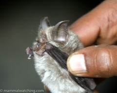 Rhinolophus simulator