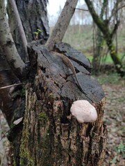 Reticularia