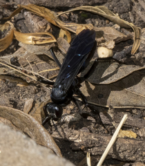 Apoidea