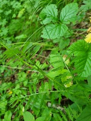 Tanacetum coccineum
