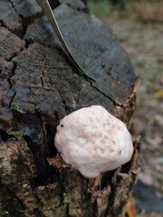 Reticularia