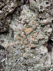 Icmadophila ericetorum