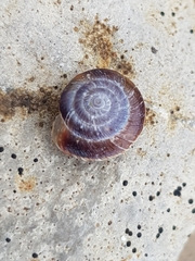 Xeroplexa intersecta