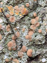 Icmadophila ericetorum