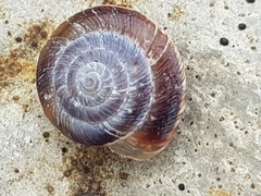 Xeroplexa intersecta