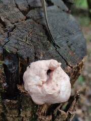 Reticularia