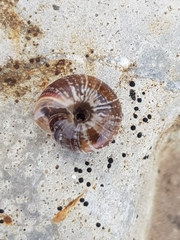 Xeroplexa intersecta