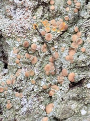 Icmadophila ericetorum