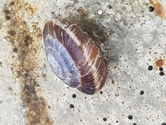 Xeroplexa intersecta