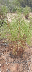 Hymenolepis crithmifolia