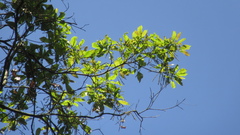 Terminalia oblonga