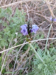 Lavandula multifida