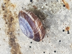 Xeroplexa intersecta