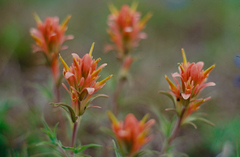 Castilleja lindheimeri