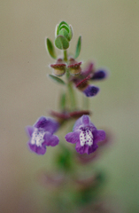 Scutellaria drummondii