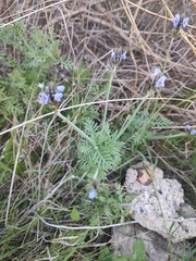 Lavandula multifida