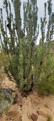 Protea glabra