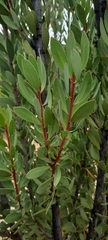 Protea glabra