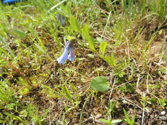 Mertensia longiflora