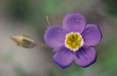 Giliastrum rigidulum