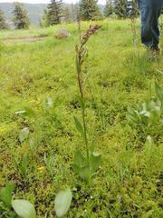Rumex paucifolius